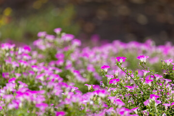 Obraz premium 白とピンクの花畑