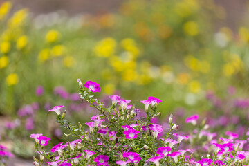 Obraz premium 白とピンクの花畑