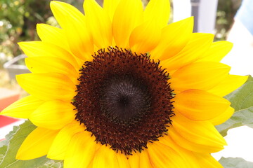 Sunflower