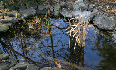 Small garden pond with bunch of reeds. Dry common reed (Phragmites australis) in pond keeps aquatic life from suffocating from gases under the ice. Fish and frogs winter in such reservoir very well.