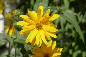 blooming yellow sun hat, flowers, Germany