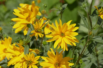 Fototapeta premium blooming yellow sun hat, flowers, Germany