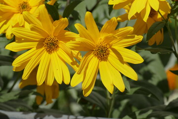 blooming yellow sun hat, flowers, Germany