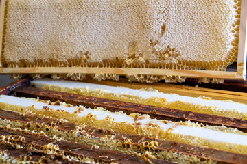 La récolte du miel chez un apiculteur