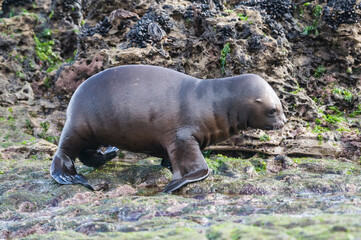 Sea Lion baby, Peninsula Valdes, Heritage Site, Patagonia, Argentina