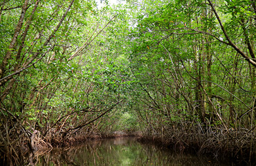 Stunning Tree Tunnels View from Boating along the River in Mangrove Forest, Trat province, Thailand	