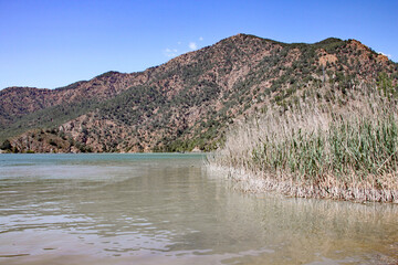 Reeds grow by the side of a lake in the mountains of Turkey