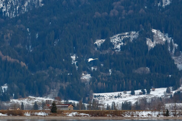 Fliegender Schwan am Forggensee