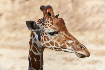 Ein Portrait einer Giraffe die nach rechts schaut