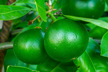 Young green mandarins on a tree branch
