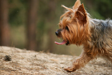 Yorkshire Terrier with his tongue sticking out in profile, blurred forest in the background