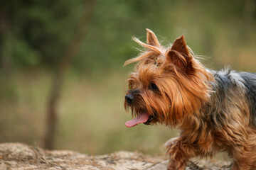 Tired little Yorkshire terrier with protruding tongue. Blurred forest in the background