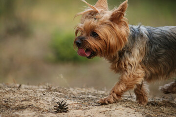 Portrait of a running small dog with his tongue hanging out. Hungry and tired Yorkshire in the woods