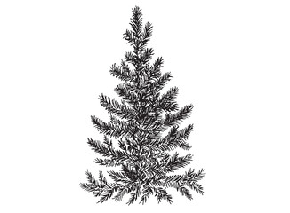 Fototapeta premium Christmas tree. Hand drawn illustration. 