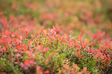 Beautiful autumn foliage colors turn the ground on the hillsides into colorful natural carpets. Valtavaara hill near Kuusamo, Finland, Northern Europe