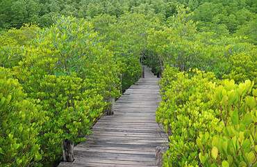 Fototapeta na wymiar Empty wooden boardwalk among the vibrant green Indian Mangrove or Spurred Mangrove forest, Rayong province, Thailand