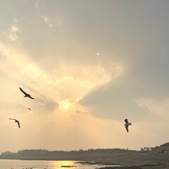 Obraz premium birds in the sky