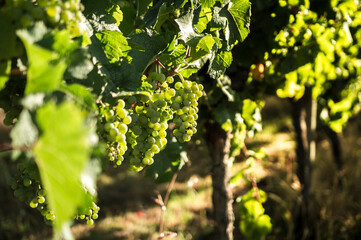 Weiße Trauben im Sonnenlicht