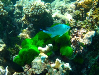 Naklejka na ściany i meble Blue tropical fish walking past green algae