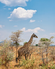Giraffe im Serengeti Nationalpark, Tansania.