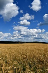 A wheat field, Saint-Magloire, Quebec