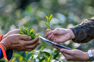 Quality check tea leaves in hand by smartphone