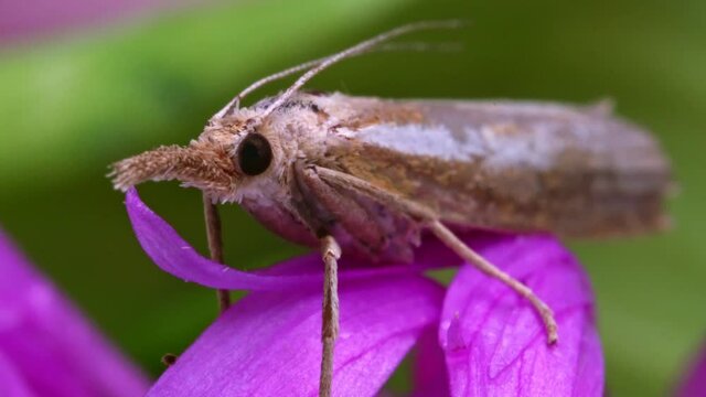 Macro shot of a moth with a proboscis.