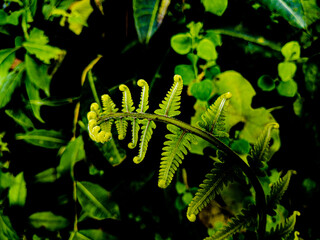 fern leaf on black
