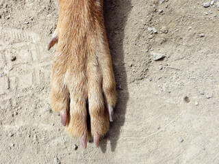 Dog single paw isolated on dusty floor background . Sunny daylight