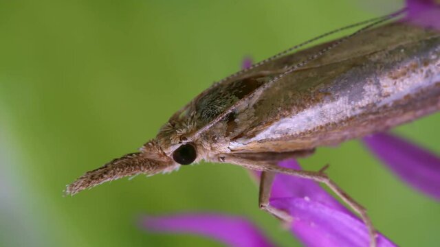 Macro shot of a moth with a proboscis.