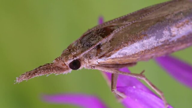 Macro shot of a moth with a proboscis.