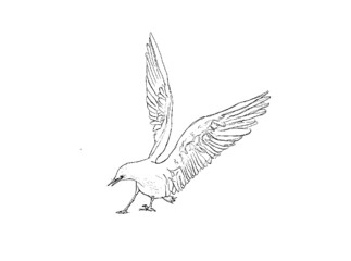 pigeon line drawing