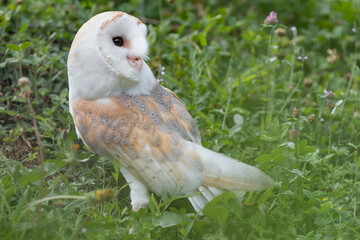 Portrait of Barn owl at twilight (Tyto alba)