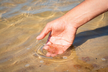 Fototapeta premium Person holding jellyfish in the hand by the beach. Medusa in the shallow water next to the shore.