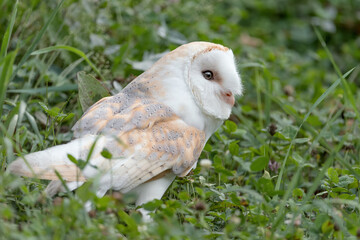 Barn owl in the grass at hunt (Tyto alba)