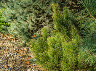 Obraz premium Golden cultivar dwarf mountain pine Pinus mugo Ophir with beautiful green and golden needles in combination with spruce and pine on the shore of small bright pebbles. Place for your text