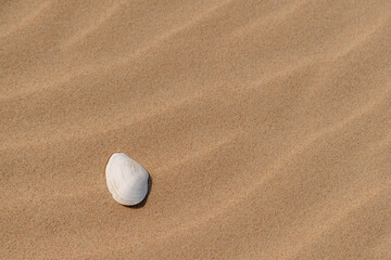 Beautiful white sea shell in the sand on a sunny day at the beach. Seashell laying on sandy background. Nobody.
