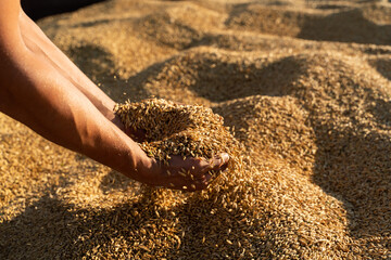 Farmer holds barley grain in his hands