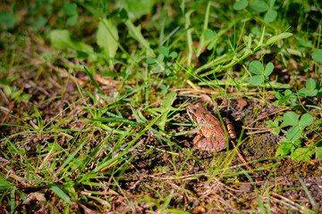 European brown frog in green grass background. Close up of wet frog