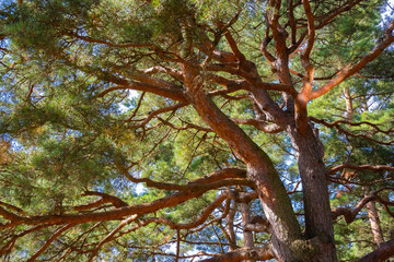 Standing under old pine tree on a sunny day. Mature pine wood trunk. Nobody