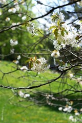 apple tree blossom with white flowers on branches