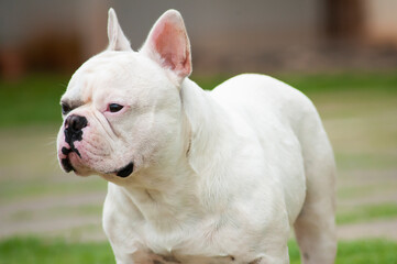 Fototapeta premium .White french bulldog in the grass yard. Selective focus.