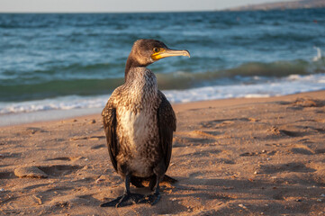 Great cormorant on a sandy beach against the backdrop of a sea sunset