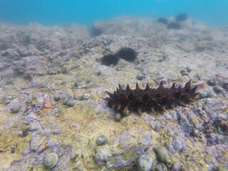 Big trepang on a rock under water. Nearby two sea urchins