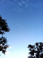 sky and tree and dragonflies