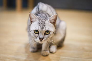 A cute little cat who owns a pair of beautiful eyes.