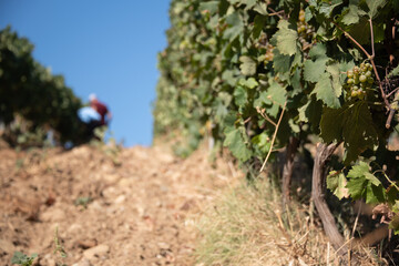 Harvesting grapes for wine production, in the Patrimonio area of Corsica, France