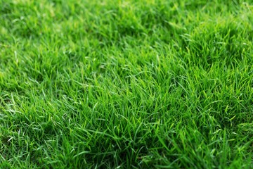 The texture of green grass for the background