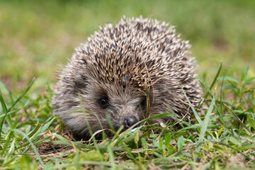 hedgehog on the grass.