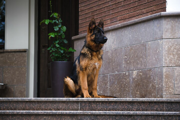 german shepherd dog